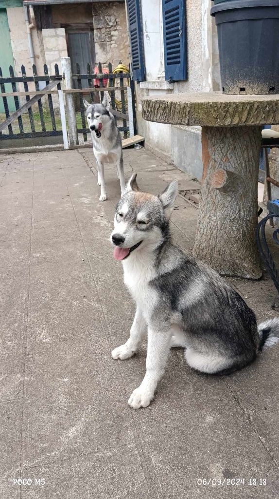 Domaine Du Perche - Chiot disponible  - Siberian Husky